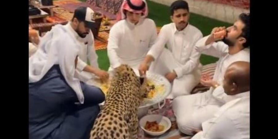 هل يعقل.. نمر يشارك شباناً وجبة "الكبسة" في السعودية!