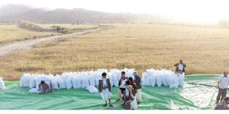 اخبار اليمن | ”لا للحصادات الآلية”...الحوثي يفرض الحصار على القمح
